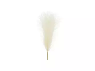 Pampas grass - Light cream - 10 x 45 cm