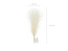 Pampas grass - Light cream - 10 x 45 cm 