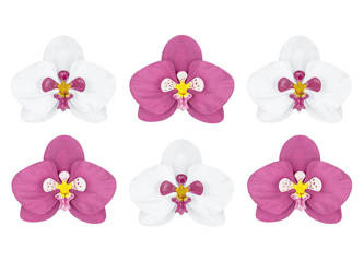 Decorations - Paper flowers - Aloha orchids - 6 pcs.