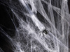  Artificial spider web - White - 60g 